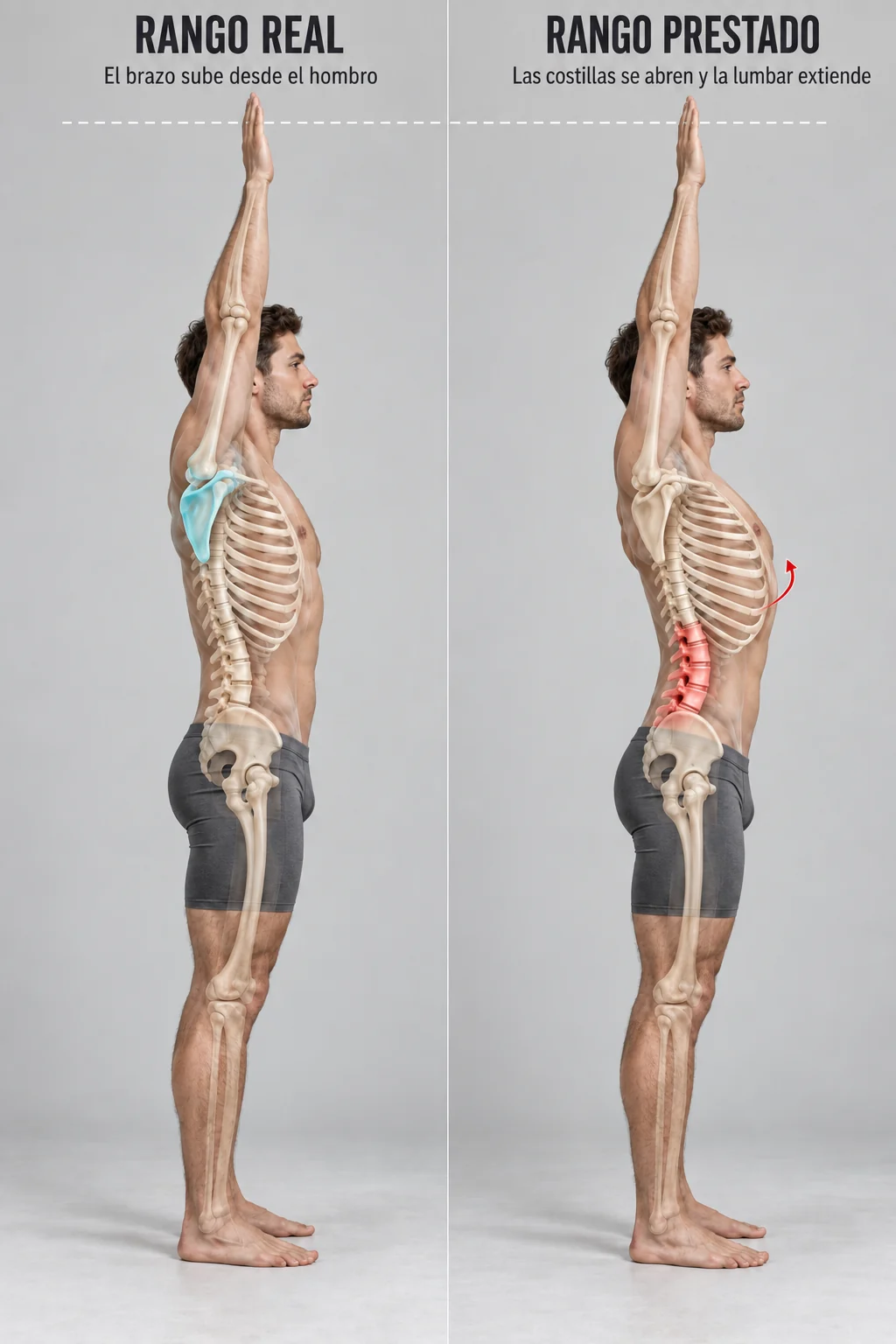 Comparación de dos estrategias para elevar el brazo por encima de la cabeza hasta la misma altura. A la izquierda, el rango sale del hombro: las costillas se mantienen bajas, la columna lumbar permanece neutra y la escápula rota hacia arriba. A la derecha, el rango está prestado: las costillas inferiores se abren y la columna lumbar se extiende para empujar el brazo, mientras la escápula apenas rota.